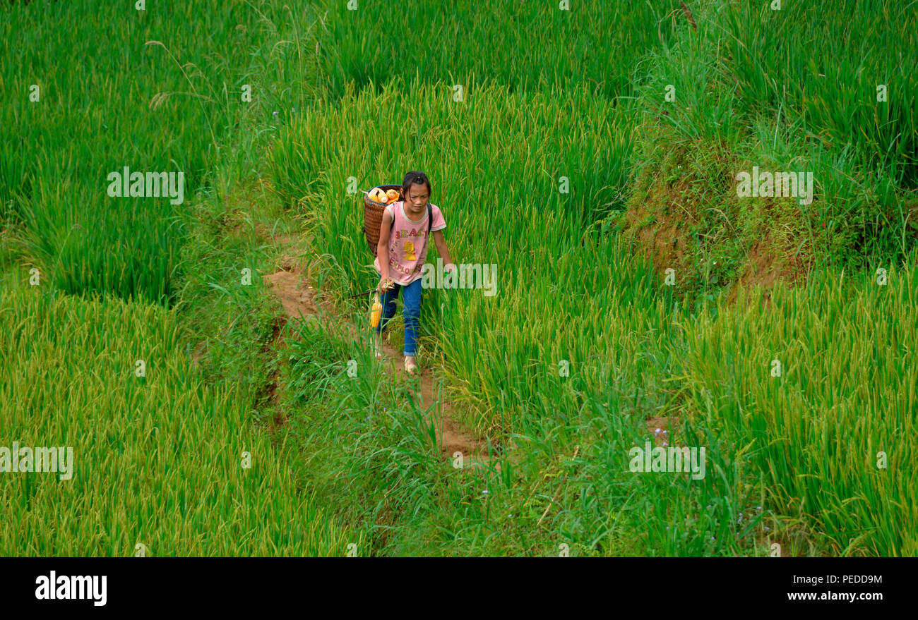 Kinderarbeit, Reisterrasse, Tha Pin, Vietnam Stockfoto