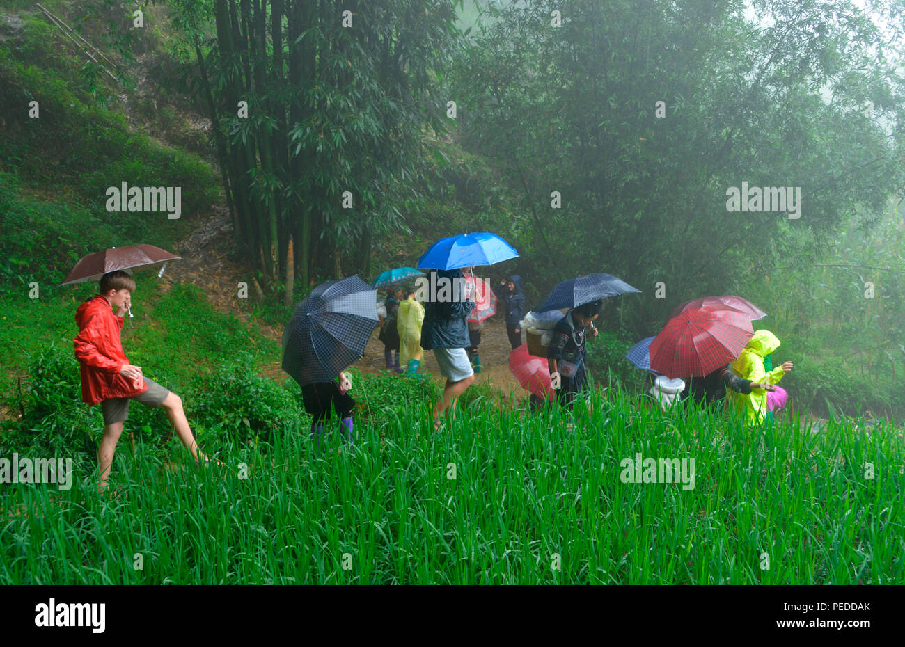 Wanderung, Reisfelder, Sa Pa, Vietnam Stockfoto