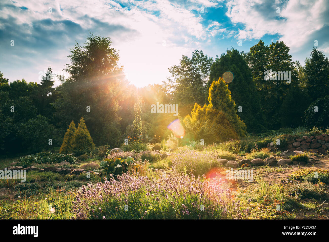Sonne über Flower Garden Shining im sonnigen Sommerabend. Blumenbeete im Garten. Stockfoto