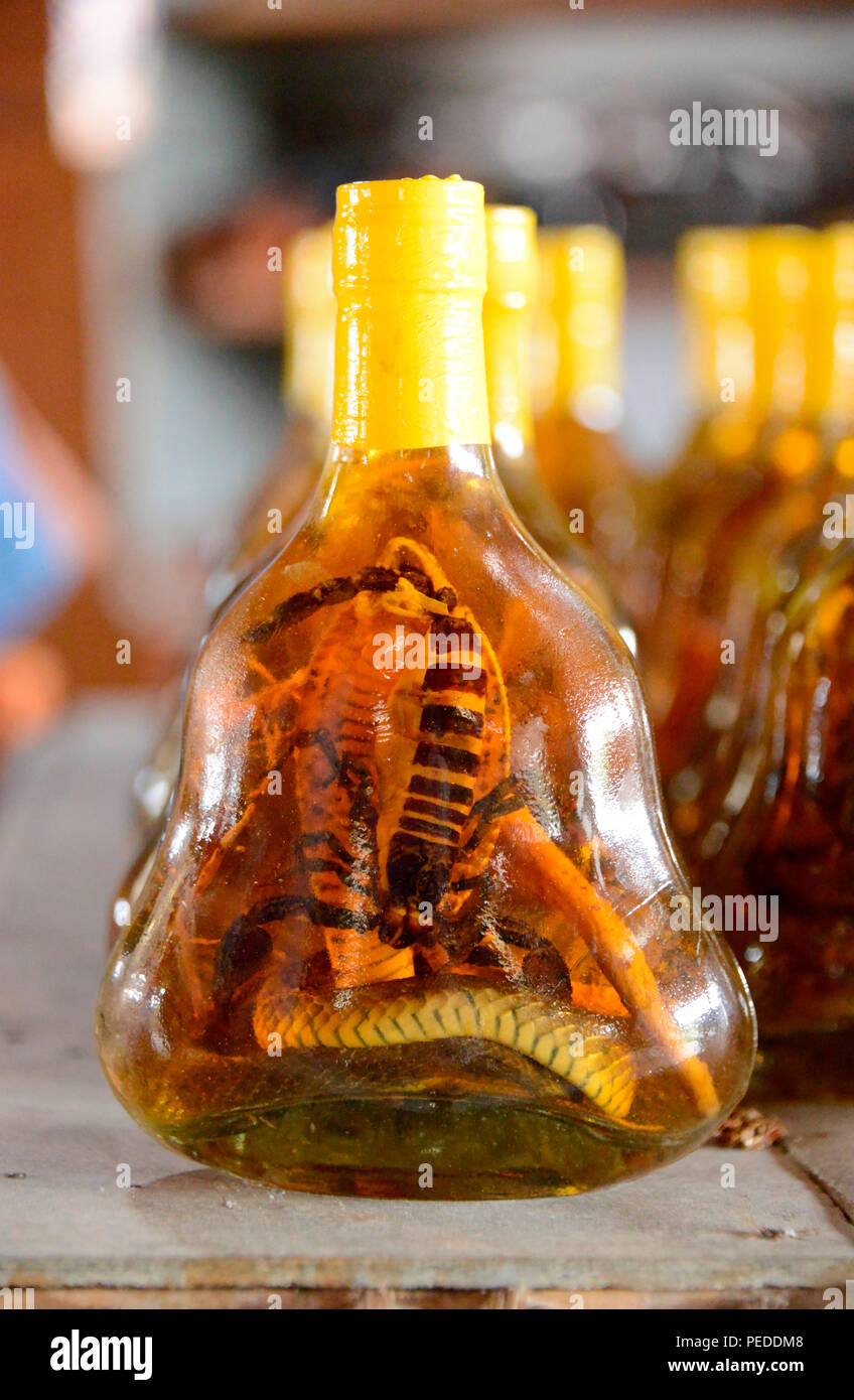 Scorpion und Schlange in Geist, VietnamSkorpion und Ab in Schnaps, Vietnam Stockfoto