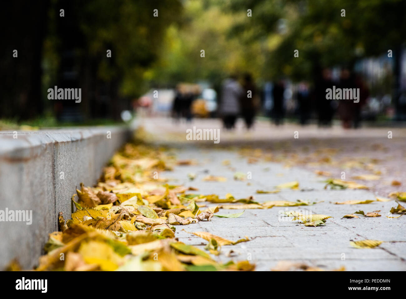 Herbst in der City Park. Blick vom Boden aus. Schöne helle Blätter an den Straßenrand. Stockfoto