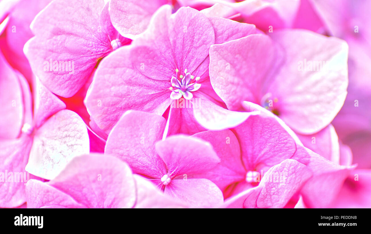 Pink Hydrangea Blume. Abstrakt floral Hintergründe Stockfoto