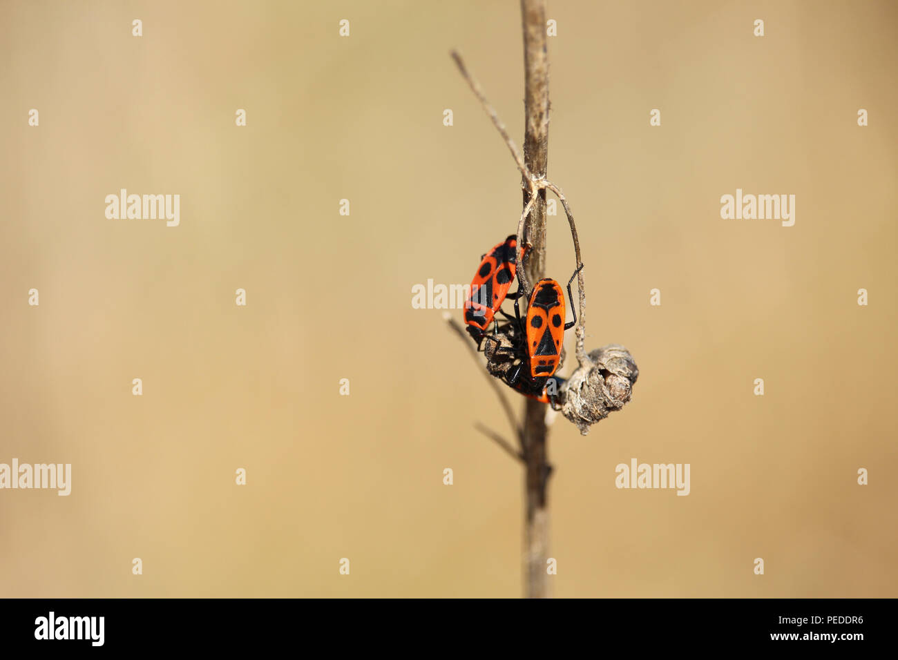 Zwei Brandstifter auf einer trockenen Zweig, Pyrrhocoris apterus Insekt Stockfoto