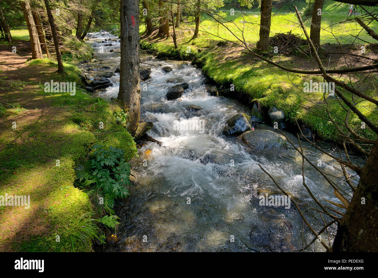 Die mountain river in der rumänischen Wald Stockfoto