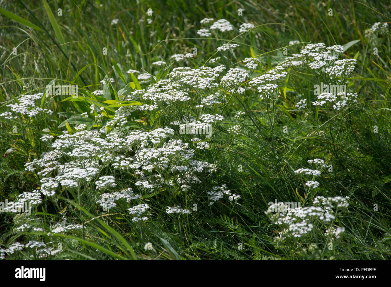 Große Cluster von Schafgarbe blühenden Pflanzen auf der grünen Wiese Stockfoto