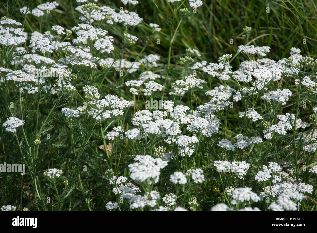 Große Cluster von Schafgarbe blühenden Pflanzen auf der grünen Wiese Stockfoto