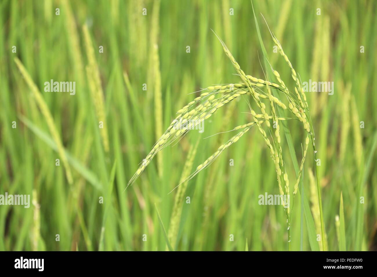Philippinen Reis Feld in Batad Dorf. Ohr des Reises - flache Schärfentiefe. Stockfoto