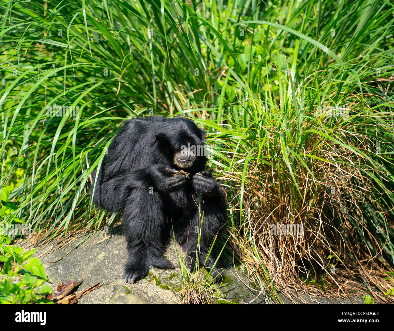 Siamang gibbon Affe oder Symphalangus syndactylus: Essen mit grünen Hintergrund Stockfoto
