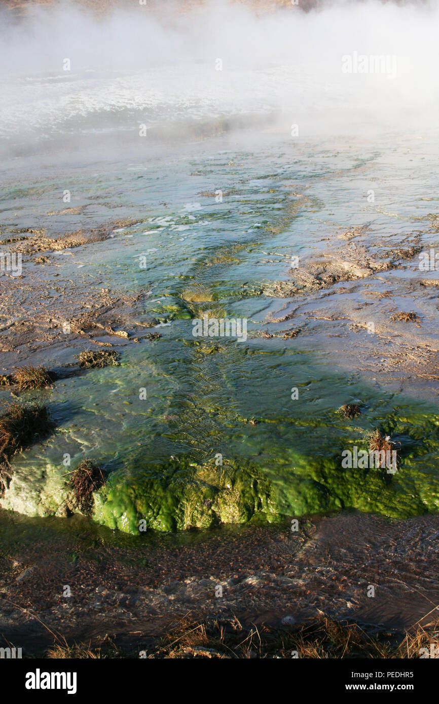 Algen in heißen Quellen, den Großen Geysir, Island Stockfoto