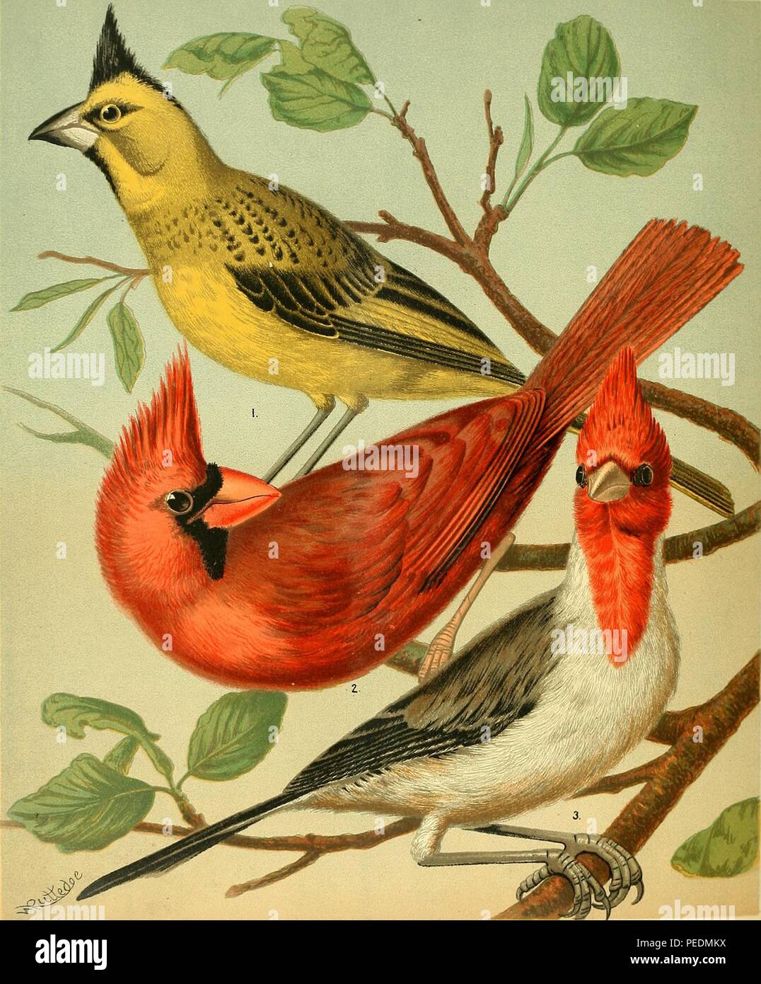Farblithographie mit drei Arten von Kardinälen, darunter, von oben nach