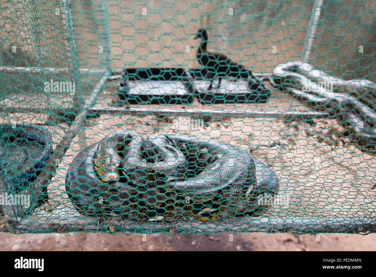 Eine Königskobra Schlange in einen Käfig mit einem Huhn an der Ta Mok Haus der Khmer Rouge Nr. 5 Ta Mok in der Stadt Anlong Veng in der Provinz Oddar Meanche Stockfoto