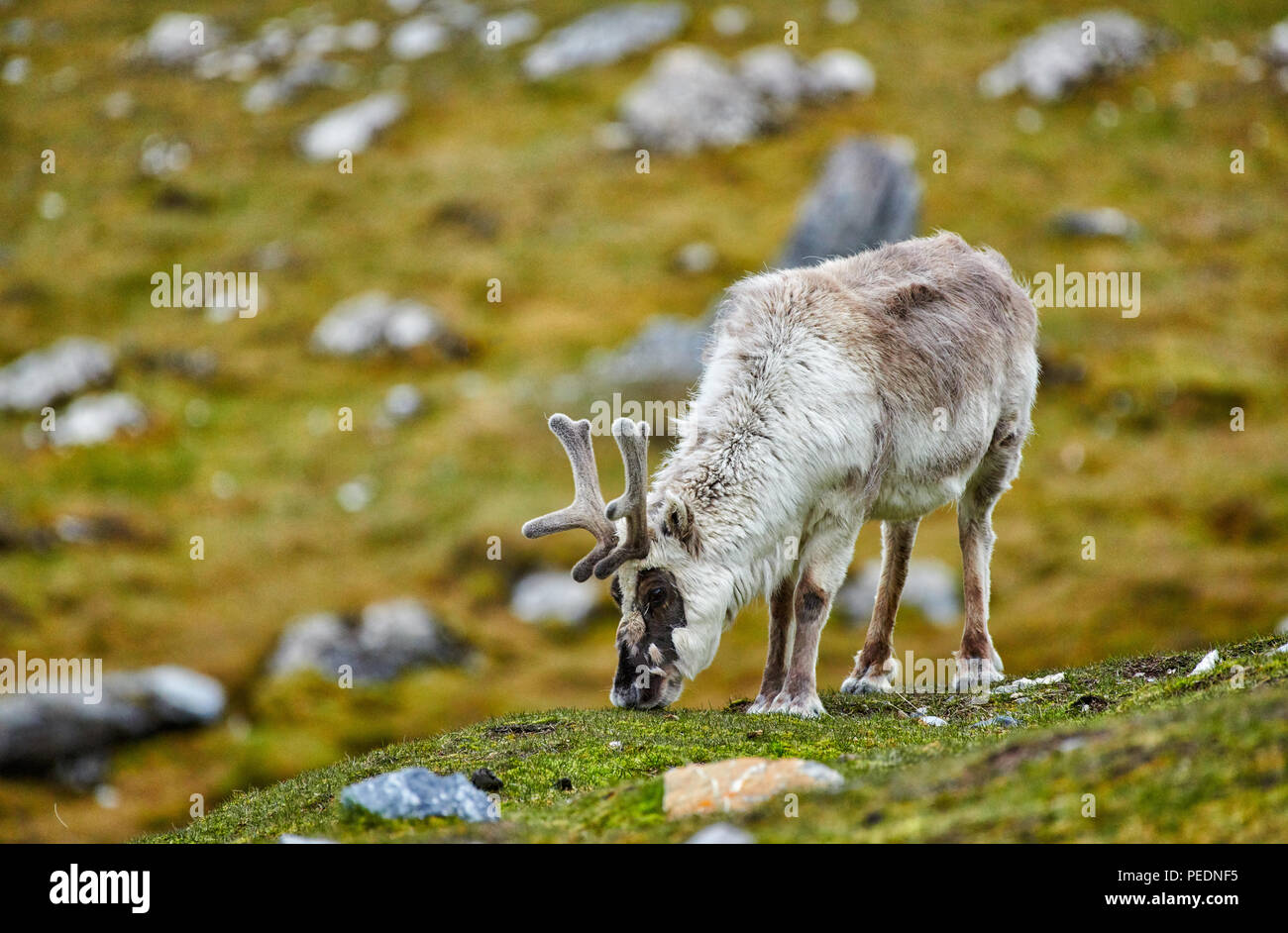 Svalbard Rentier (Rangifer tarandus platyrhynchus) oder Spitzbergen, Svalbard, Europa Stockfoto