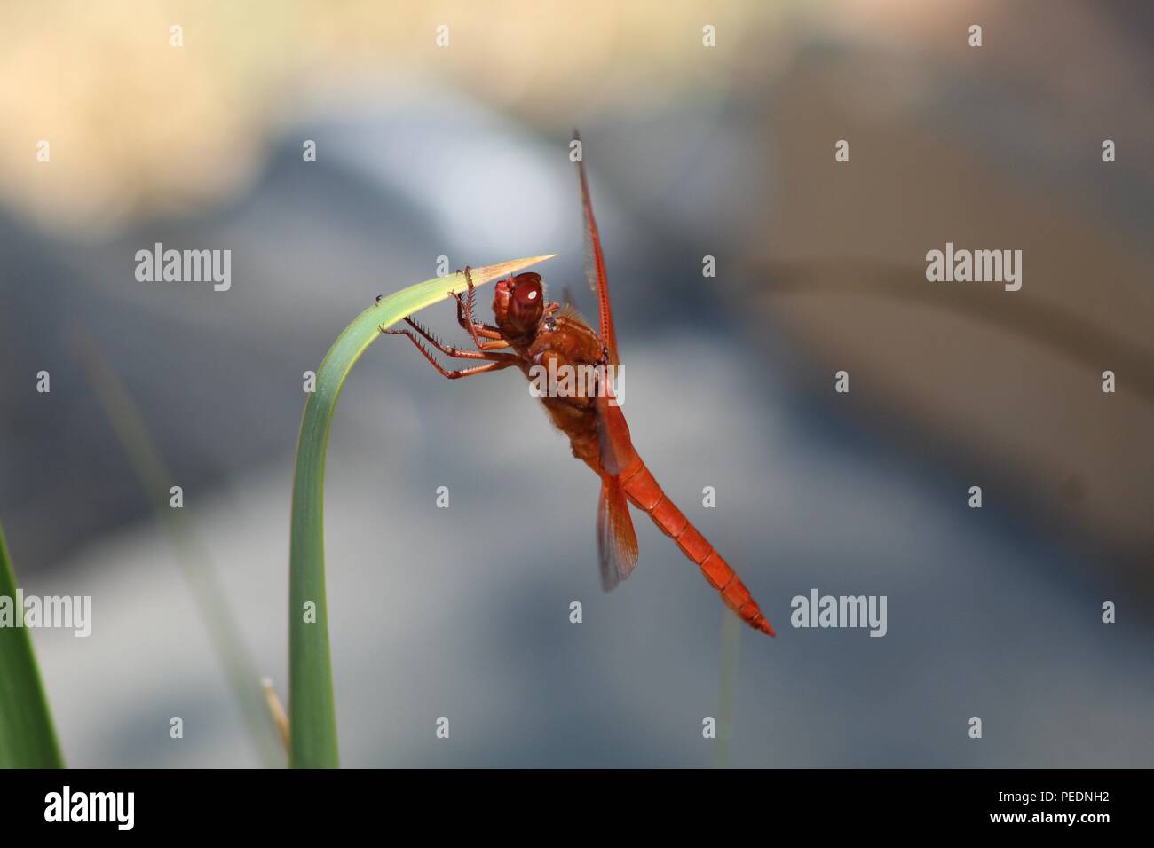 Viele schöne Dinge, die ich sehe, wie Pflanzen, Insekten, Wasser, Natur. Hinterhof, Fluss, Katzen-Haustiere, Biene. Kranke Teile meine Funde mit dir, während ich sie sehe. Danke! Stockfoto