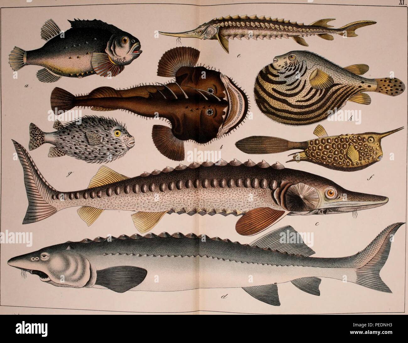 Atlantic sturgeon acipenser oxyrinchus -Fotos und -Bildmaterial in ...