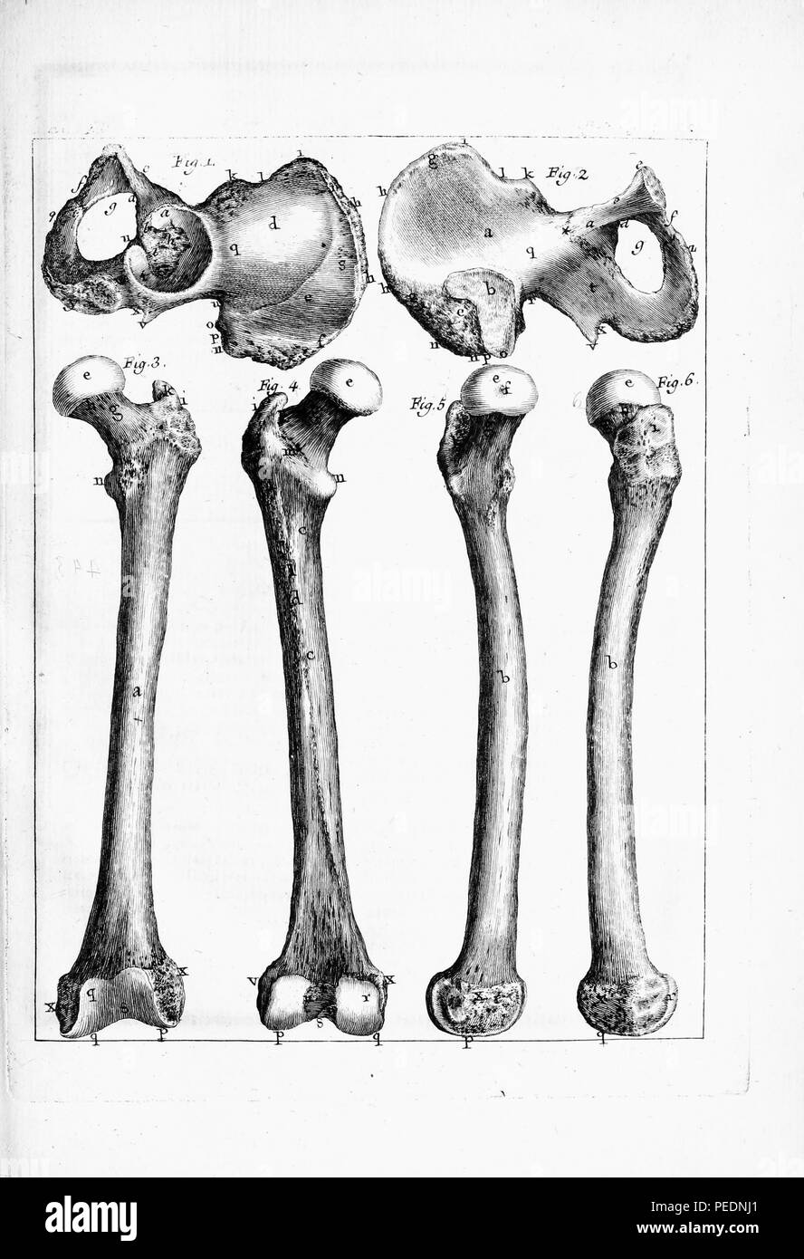 Schwarz-weiß Drucken von ein paar Hüftknochen (Os coxa, Innominate Knochen, hüftknochen oder coxal Knochen) mit vier Oberschenkel Knochen unten, jeweils mit Buchstaben, um anzuzeigen, dass Bestandteile, 1825. Mit freundlicher Genehmigung Internet Archive. () Stockfoto