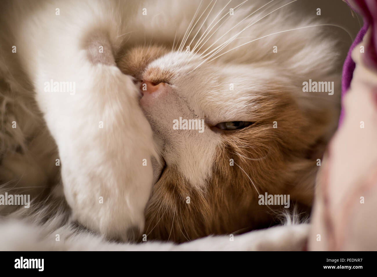 Eine flauschige Ingwer Katze zusammengerollt auf der Couch. Stockfoto