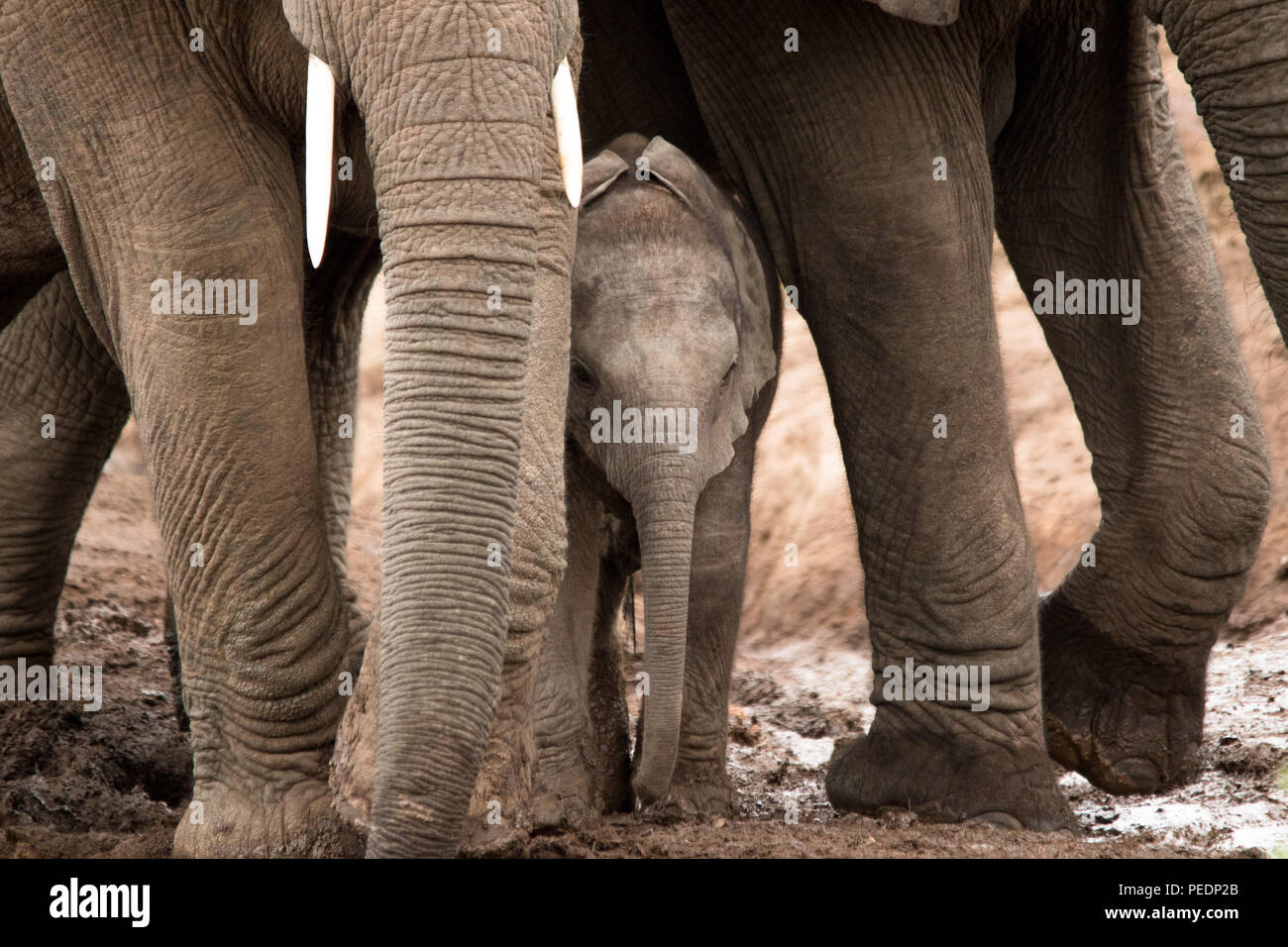 Ein Baby Elephant späht aus unter den Beinen seiner Mutter. Stockfoto