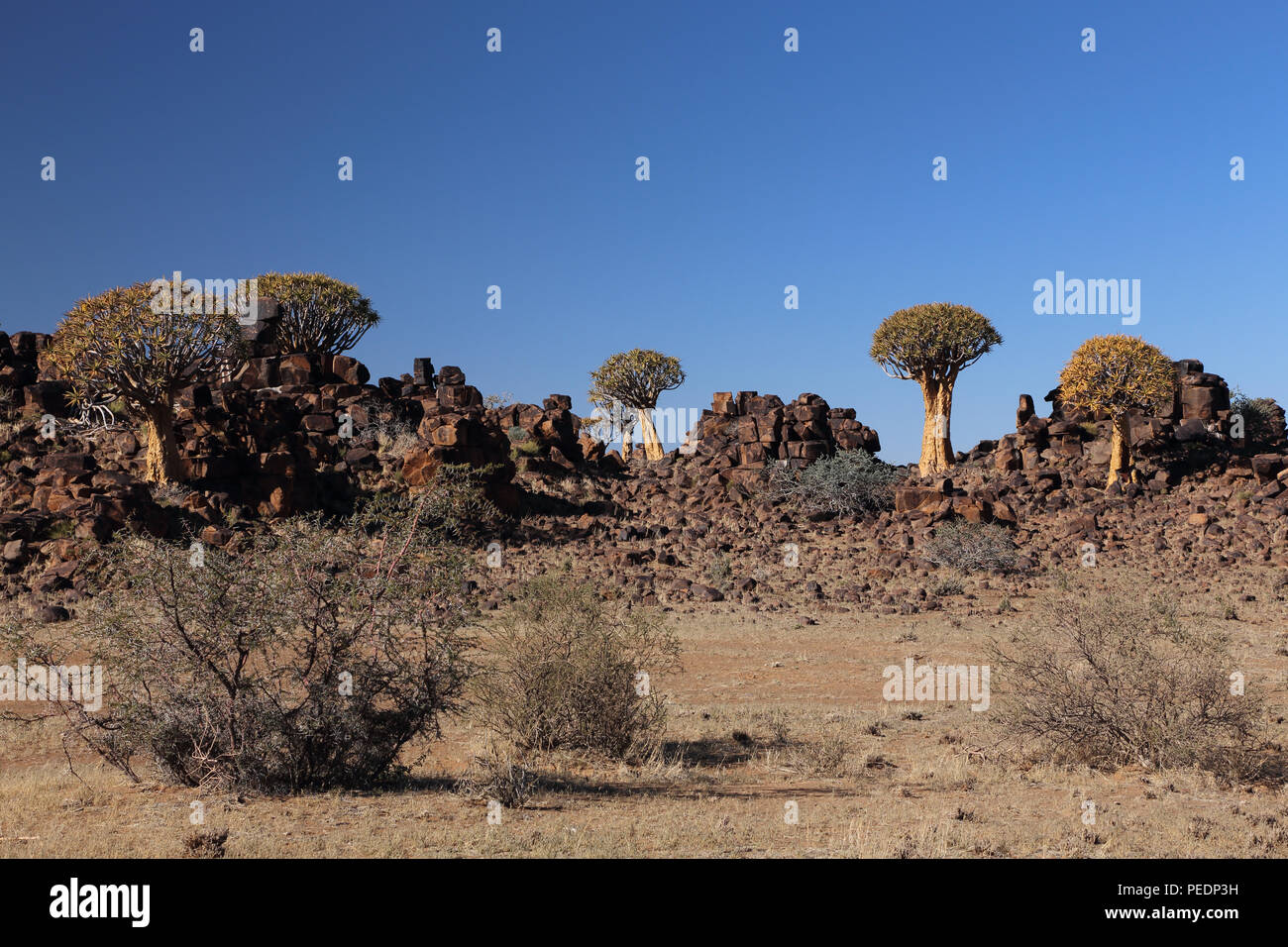 Köcherbäume ((Aloidendron dichotomum) zunehmend unter Dolerit Rock in der Nähe von Keetmanshoop, Namibia. Stockfoto