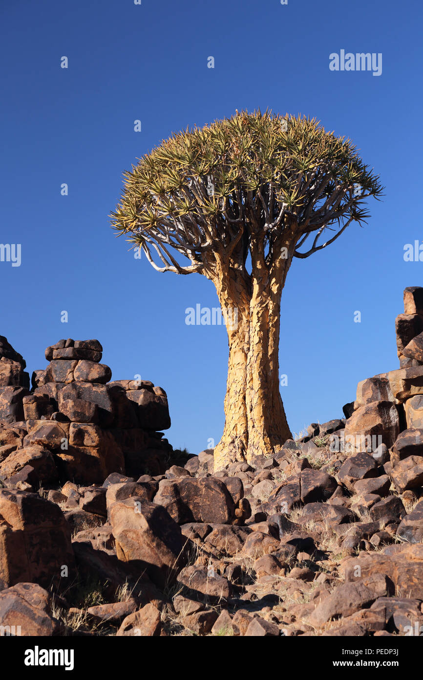 Der Köcherbaum ((Aloidendron dichotomum) zunehmend unter Dolerit Rock in der Nähe von Keetmanshoop, Namibia. Stockfoto