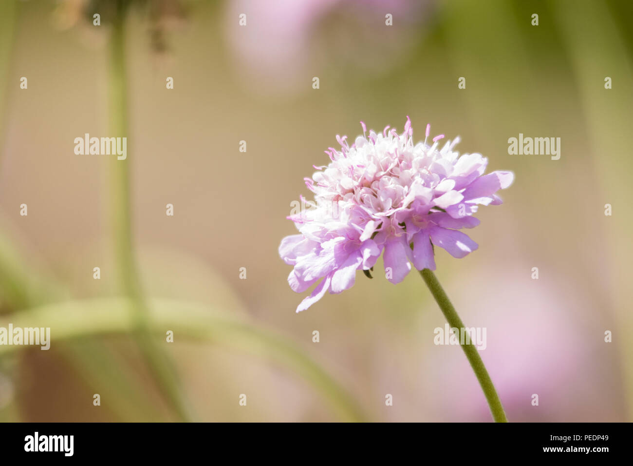 Eine rosa Blume an einem Sommertag. Stockfoto