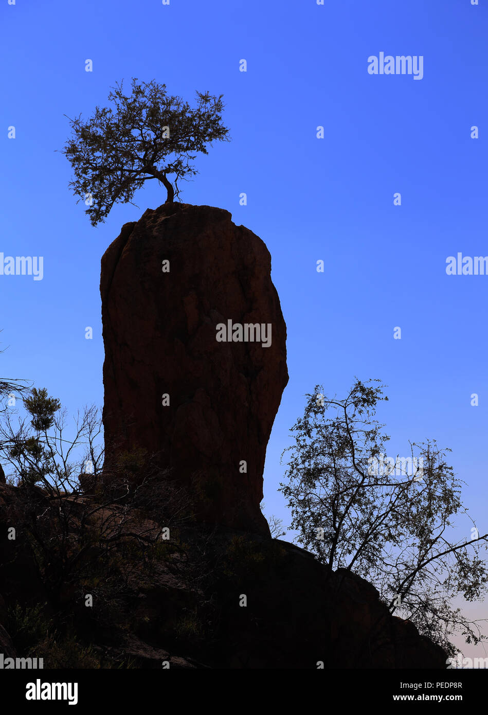 Ein einsamer Baum auf einem Felsvorsprung thront und gegen ein strahlend blauer Himmel in Namibia. Stockfoto