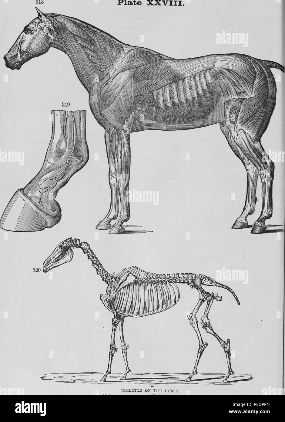Schwarz-weiß Drucken, Klastische, anatomische Modelle eines arabischen Rasse Pferd (Equus ferus Caballus), einschließlich das Skelett, Muskulatur, und eine Nahaufnahme der Fessel und Klauen, die von J Reynards und Unternehmen als Lehrmittel für die tierärztliche Untersuchung, 1881 verkauft wurden, zu illustrieren. Mit freundlicher Genehmigung Internet Archive. () Stockfoto