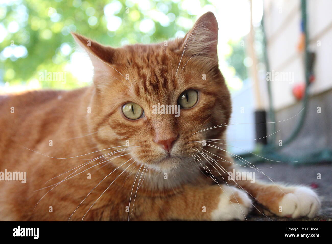 Kitty sieht niedlich an der Kamera Stockfoto