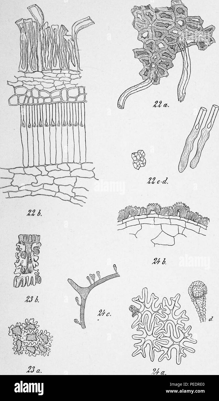 Schwarz-weiß Drucken zeigt eine Vielzahl von pflanzlichen Zelle Strukturen, in der Dänischen botanischen Zeitschrift "Botanisk Tidsskrift"', 1866 veröffentlicht. Mit freundlicher Genehmigung Internet Archive. () Stockfoto