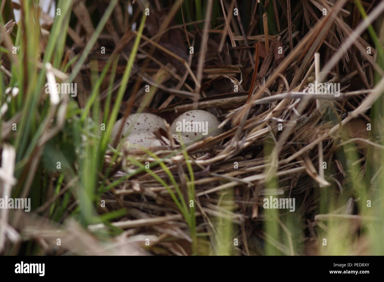 Sumpfhuhn Nest mit Sahne, weissgepunktet Eier, im Schilf in einem Gartenteich. Ein Zeichen der Vögel um den Teich, Nest aus getrocknetem Schilf. Stockfoto