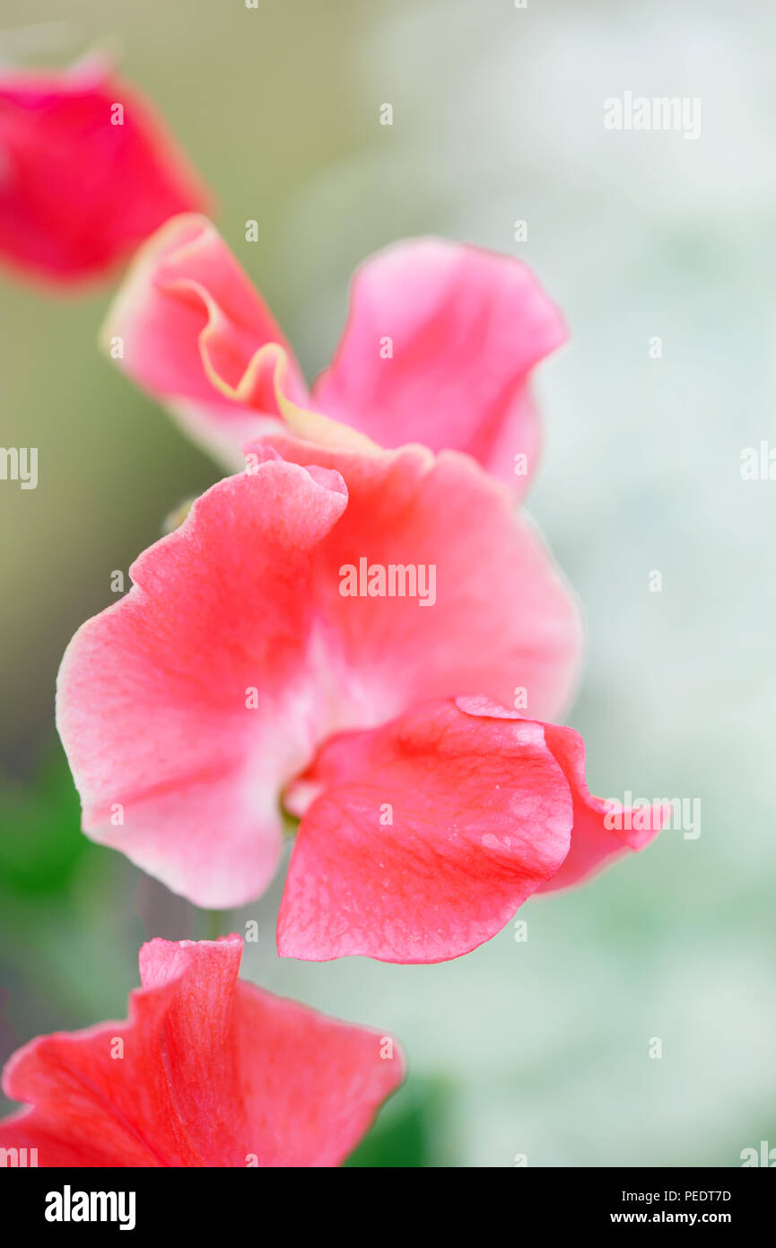 Rosa Blumen Sweet pea wächst im Garten. Lathyrus Stockfoto