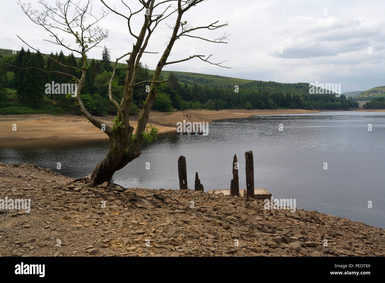 Toter Baum am Derwent Reservoir, Derbyshire England UK English Peak District Nationalpark Landschaft Wasserversorgungsinfrastruktur Stockfoto