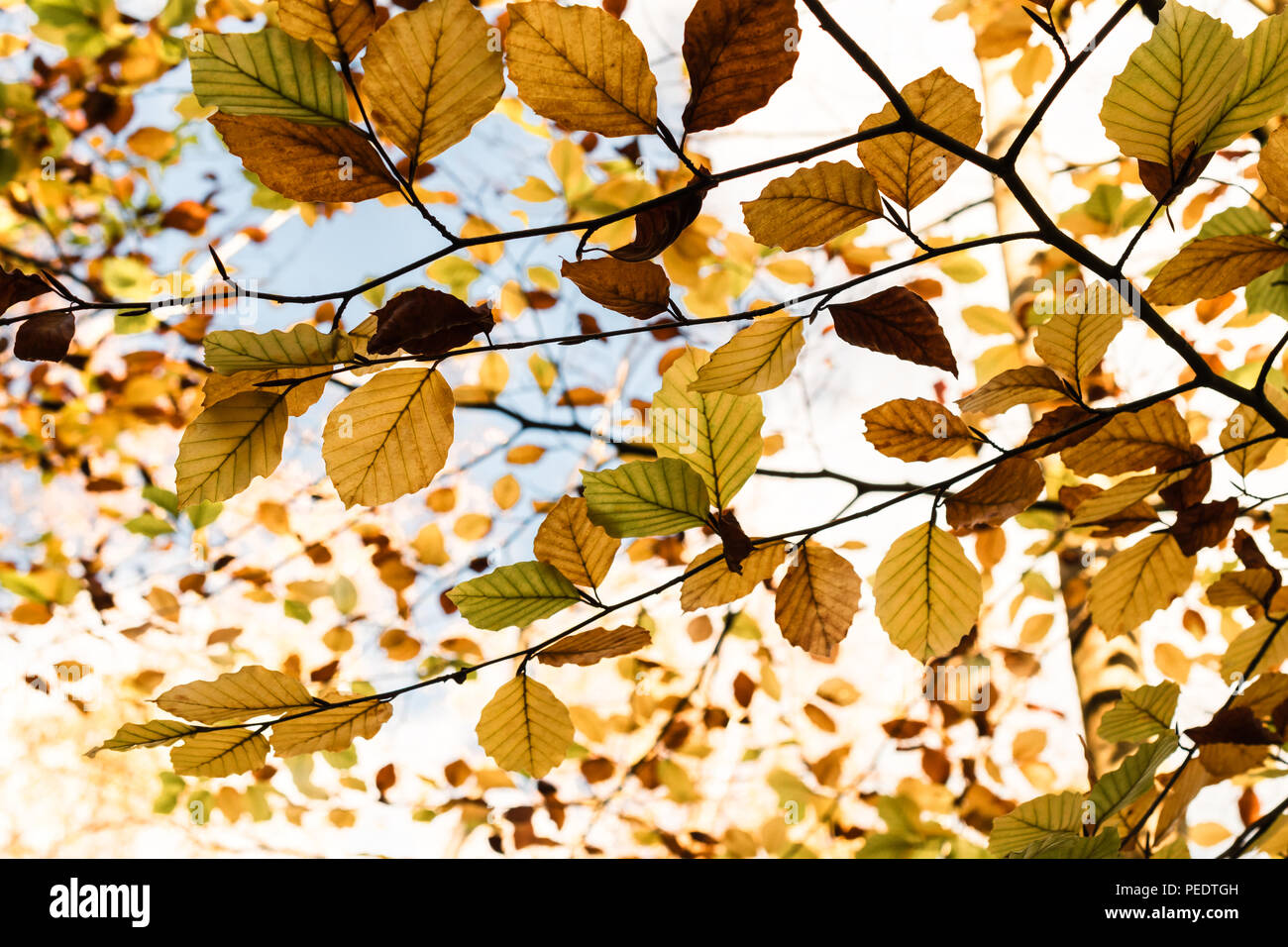 Herbst l (Herbst) Traufe auf Ästen, die von grün über Gold und Kupfer bis Dunkelbraun mit blauem Himmel und weißen Wolken. Stockfoto