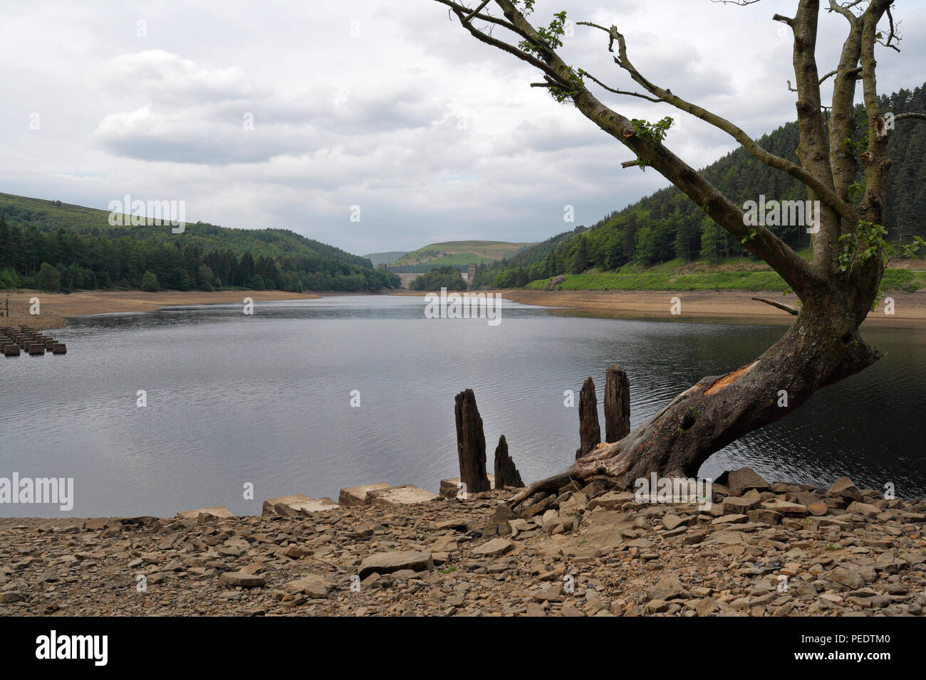 Toter Baum am Derwent Damm Stausee, Derbyshire England UK English Peak District Nationalpark Landschaft Wasserversorgungsinfrastruktur Stockfoto