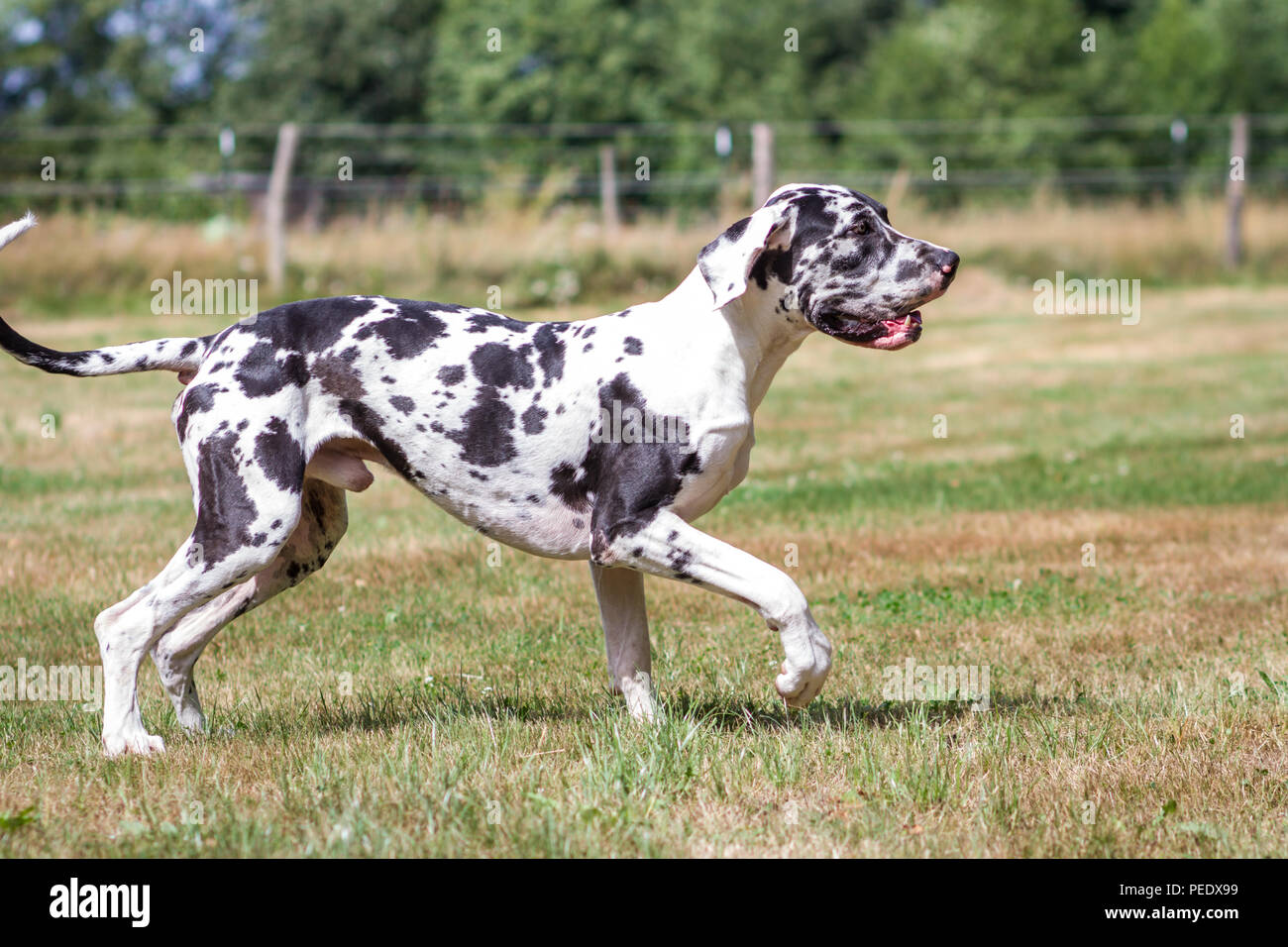Harlekin Dogge Harlekin Deutsche Dogge Stockfotografie Alamy
