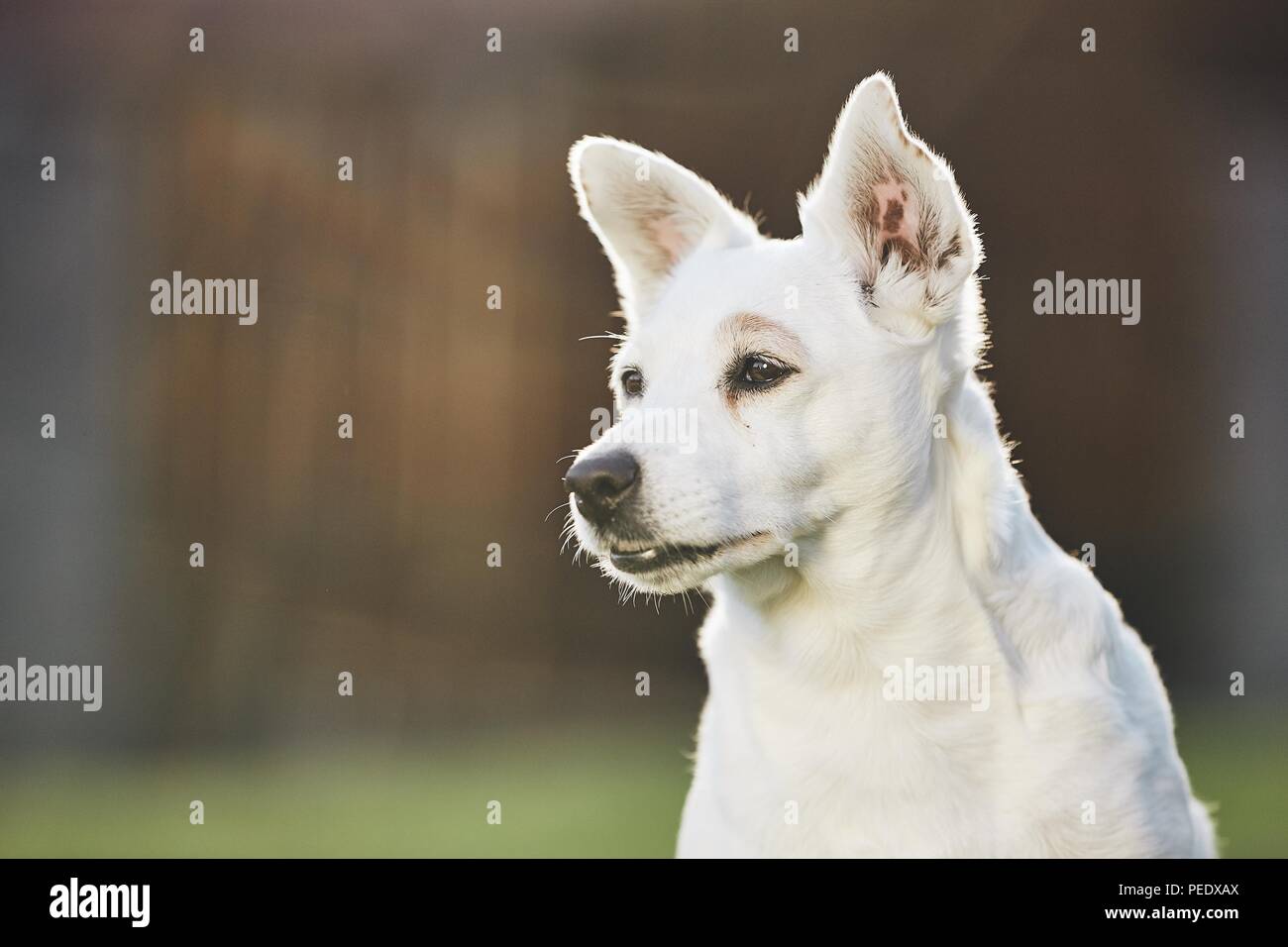 Portrait von alten treuen Hund auf dem Hof. Selektiver Fokus mit kopieren. Stockfoto