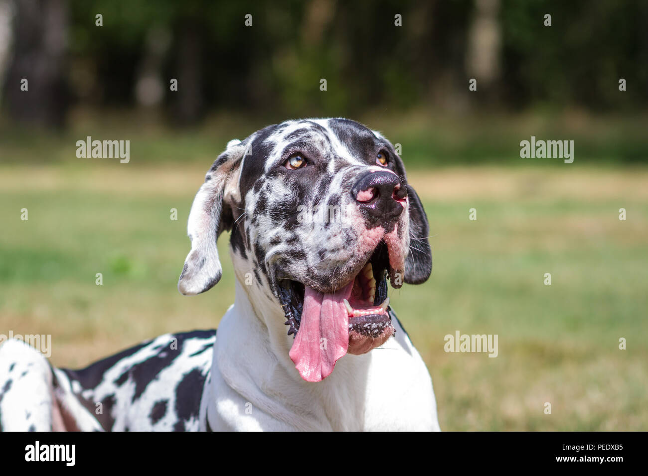 Harlekin Dogge - Harlekin Deutsche Dogge Stockfoto
