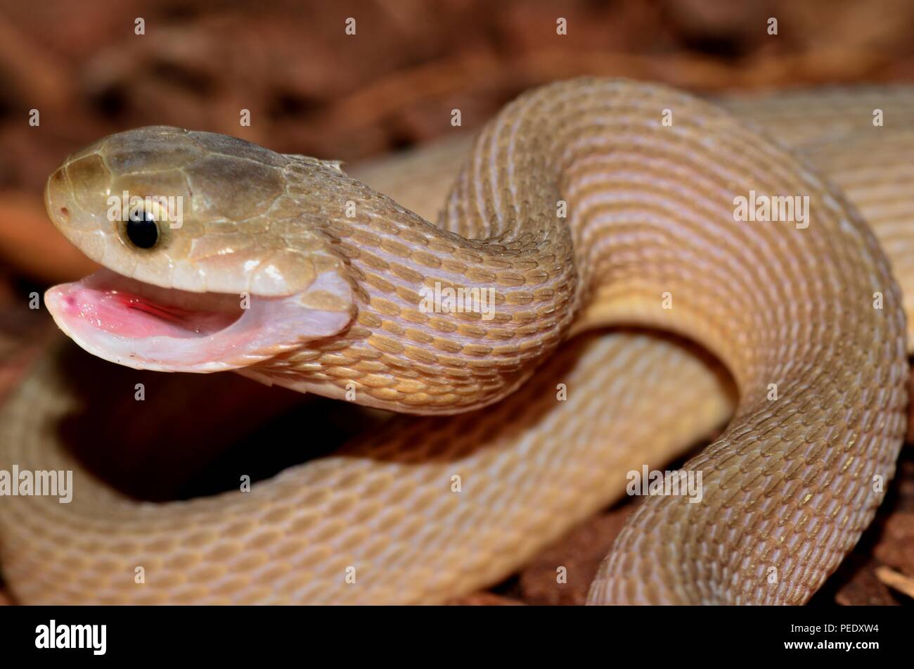 Afrikanische Ei - Schlange essen, Afrikanische Eierschlange Dasypeltis, Stockfoto