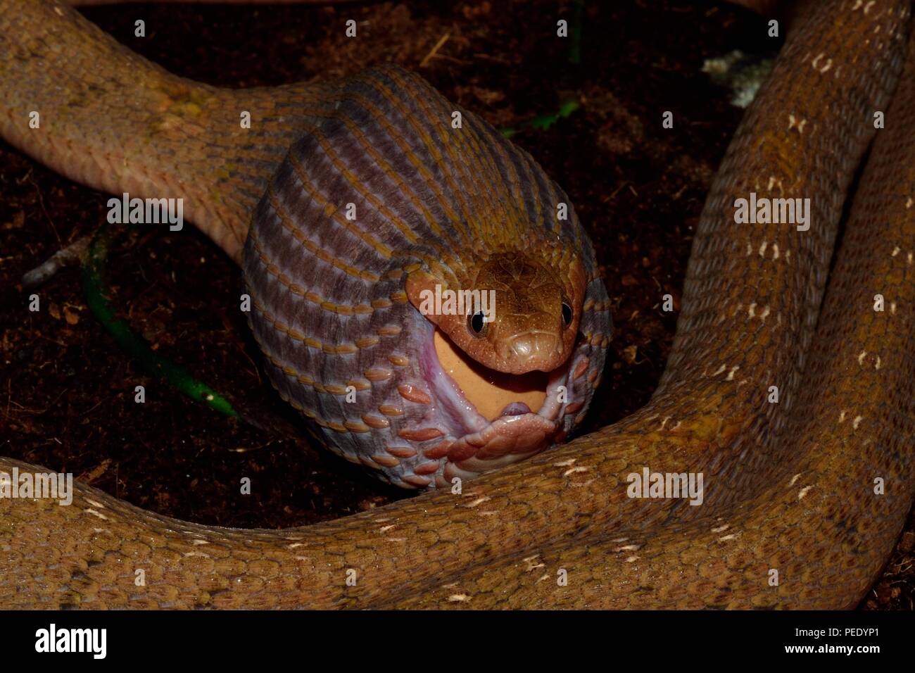 Afrikanische Ei - Schlange essen, Afrikanische Eierschlange Dasypeltis, Stockfoto