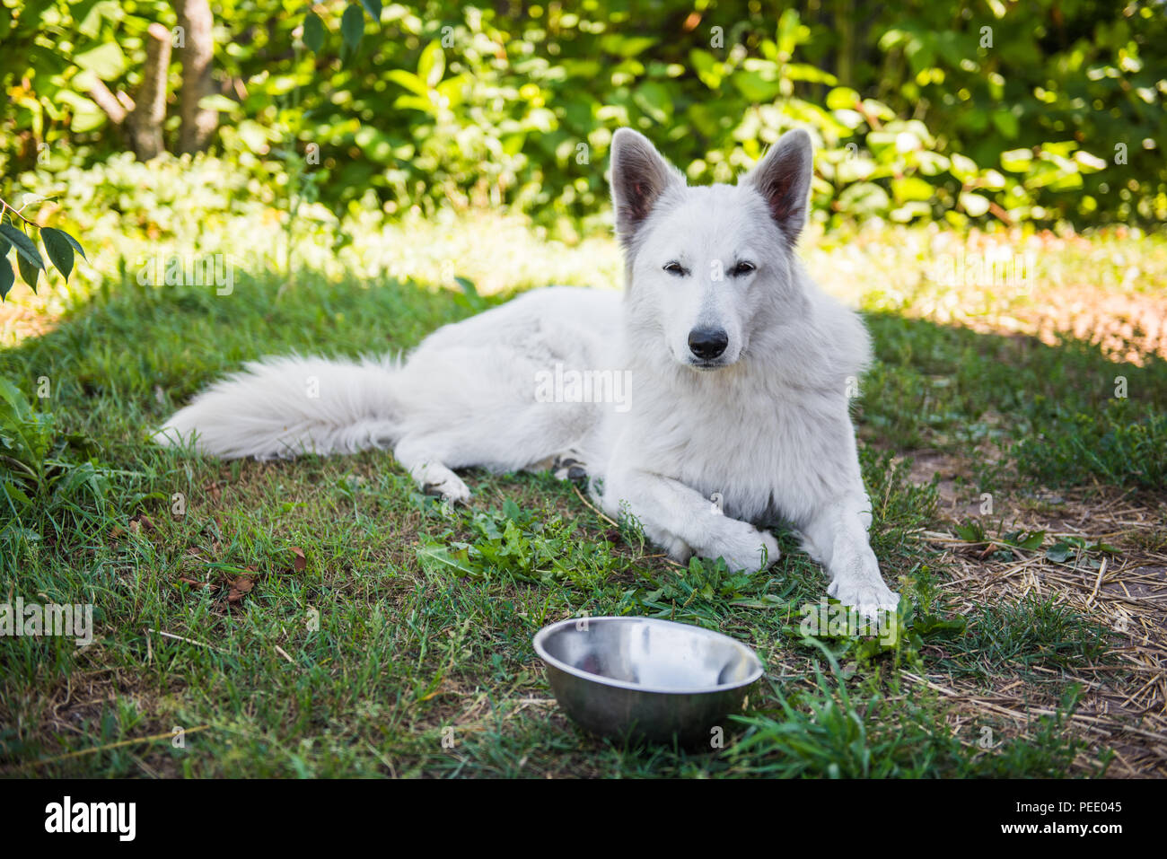 Weisser Schweizer Schäferhund mit einer Schüssel. Hund ist außerhalb essen  Stockfotografie - Alamy