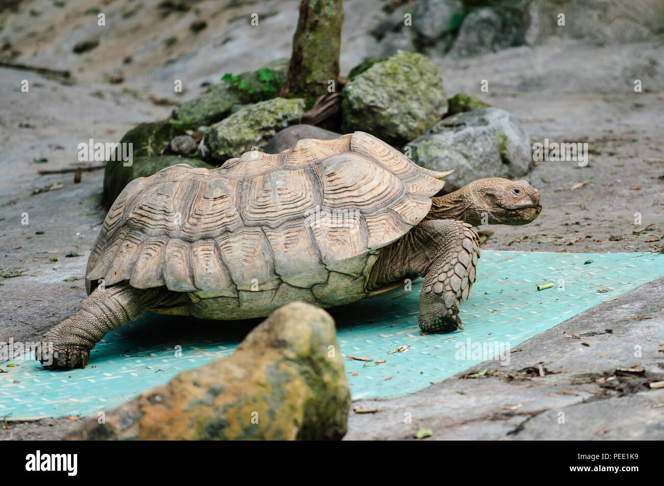 Afrikanische trieb Schildkröte bis zu Fuß Ansicht schließen Stockfoto