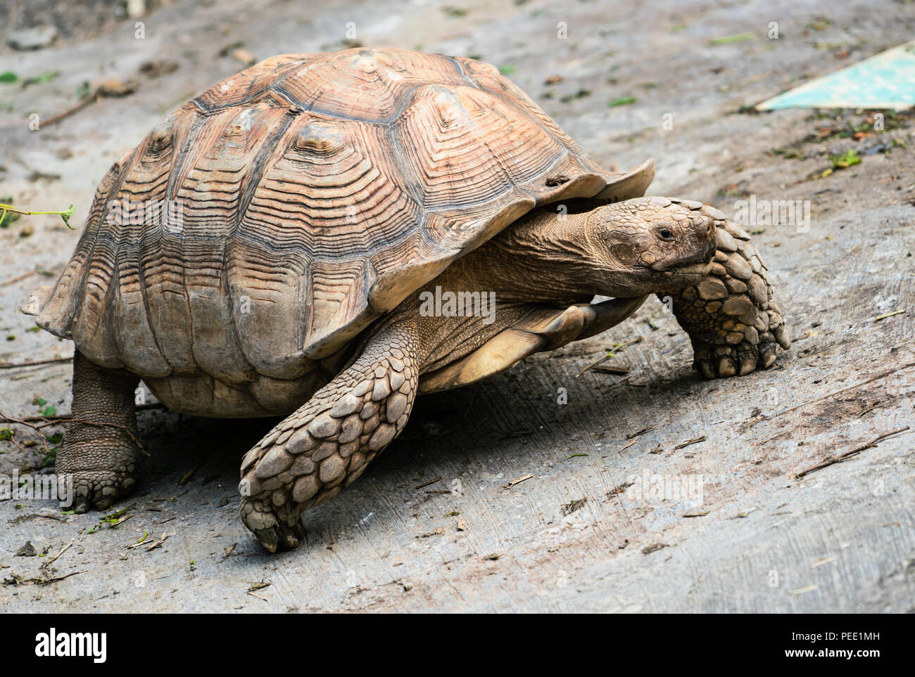 Afrikanische trieb Schildkröte bis zu Fuß Ansicht schließen Stockfoto