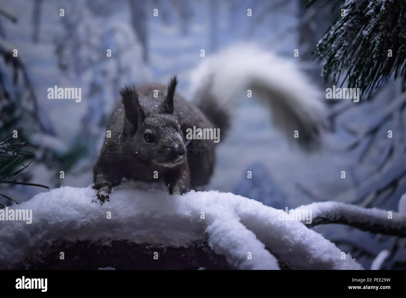 Das wilde Leben des Natural History Museum Stockfoto
