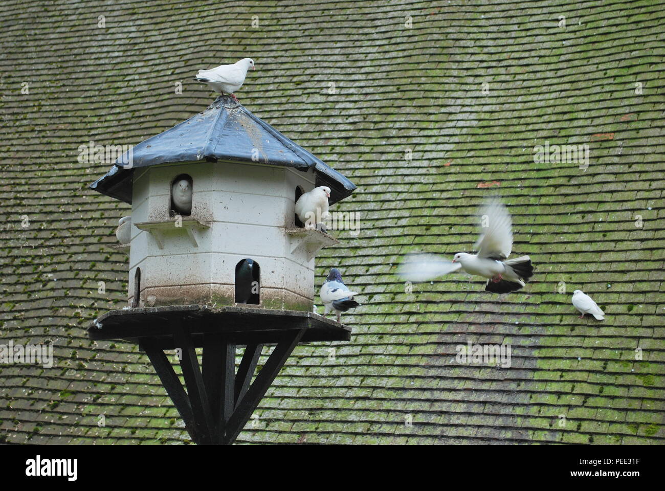 Tauben auf dem land Fotos und Bildmaterial in hoher Auflösung Alamy