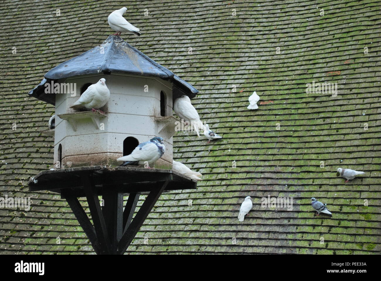 Haus Taube Stockfotos & Haus Taube Bilder Alamy