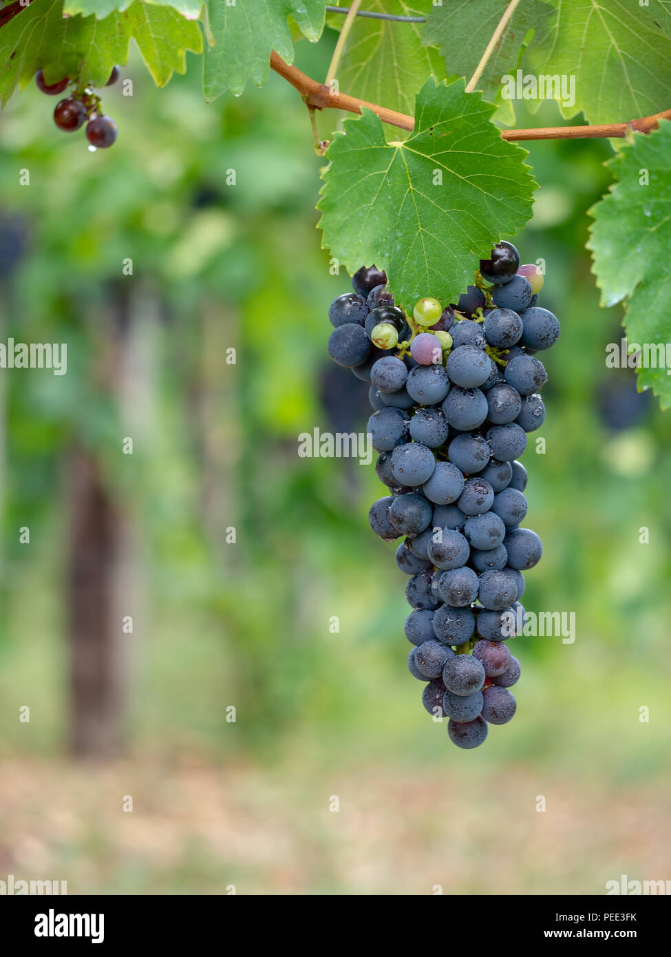 Bündel schwarzen Trauben am Weinstock aus Lunigiana, Toskana, Italien. Defokussiertem Hintergrund, senkrecht. Stockfoto