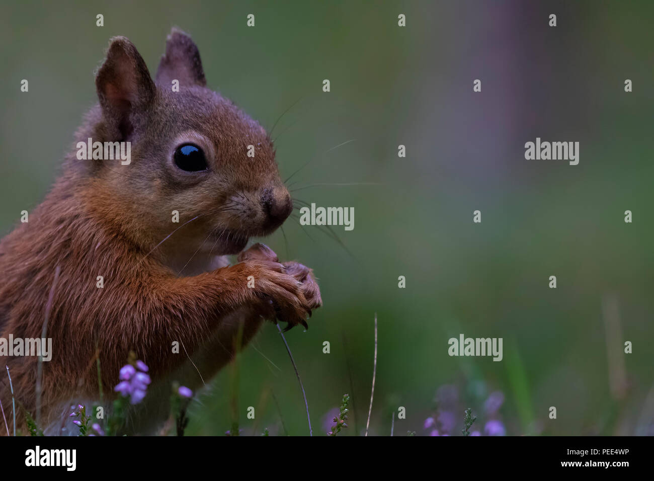 Red squirrel, Sciurus vulgaris, laufen, springen, caching Nüsse, Essen dort Lila blühende Heide im August im cairngorms NP, Schottland. Stockfoto