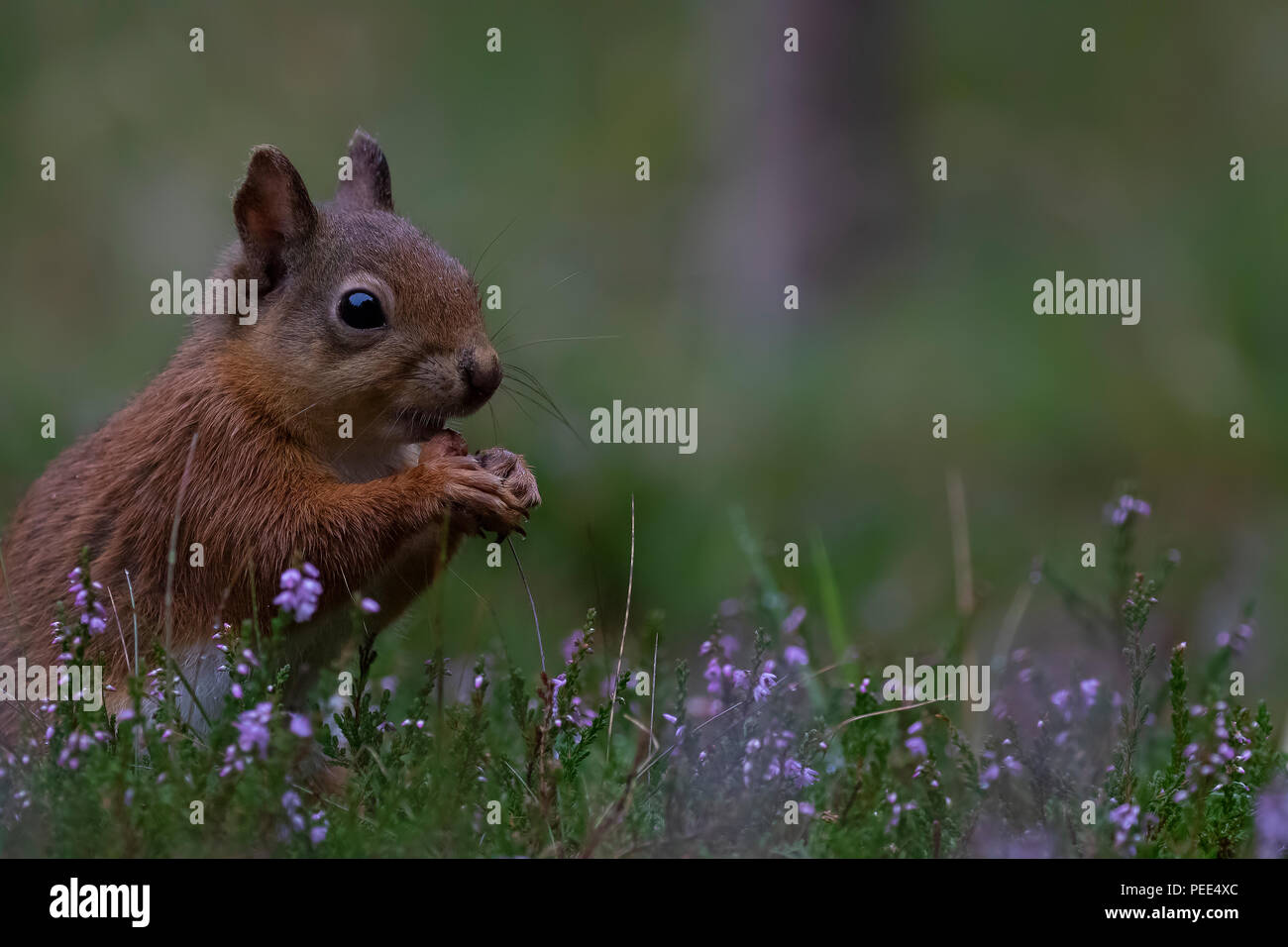 Red squirrel, Sciurus vulgaris, laufen, springen, caching Nüsse, Essen dort Lila blühende Heide im August im cairngorms NP, Schottland. Stockfoto