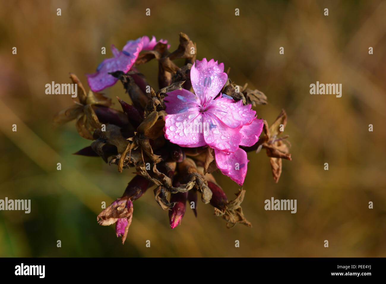 Flowerhead auf Saatgut, das in einem herbstlichen Garten gegangen Stockfoto