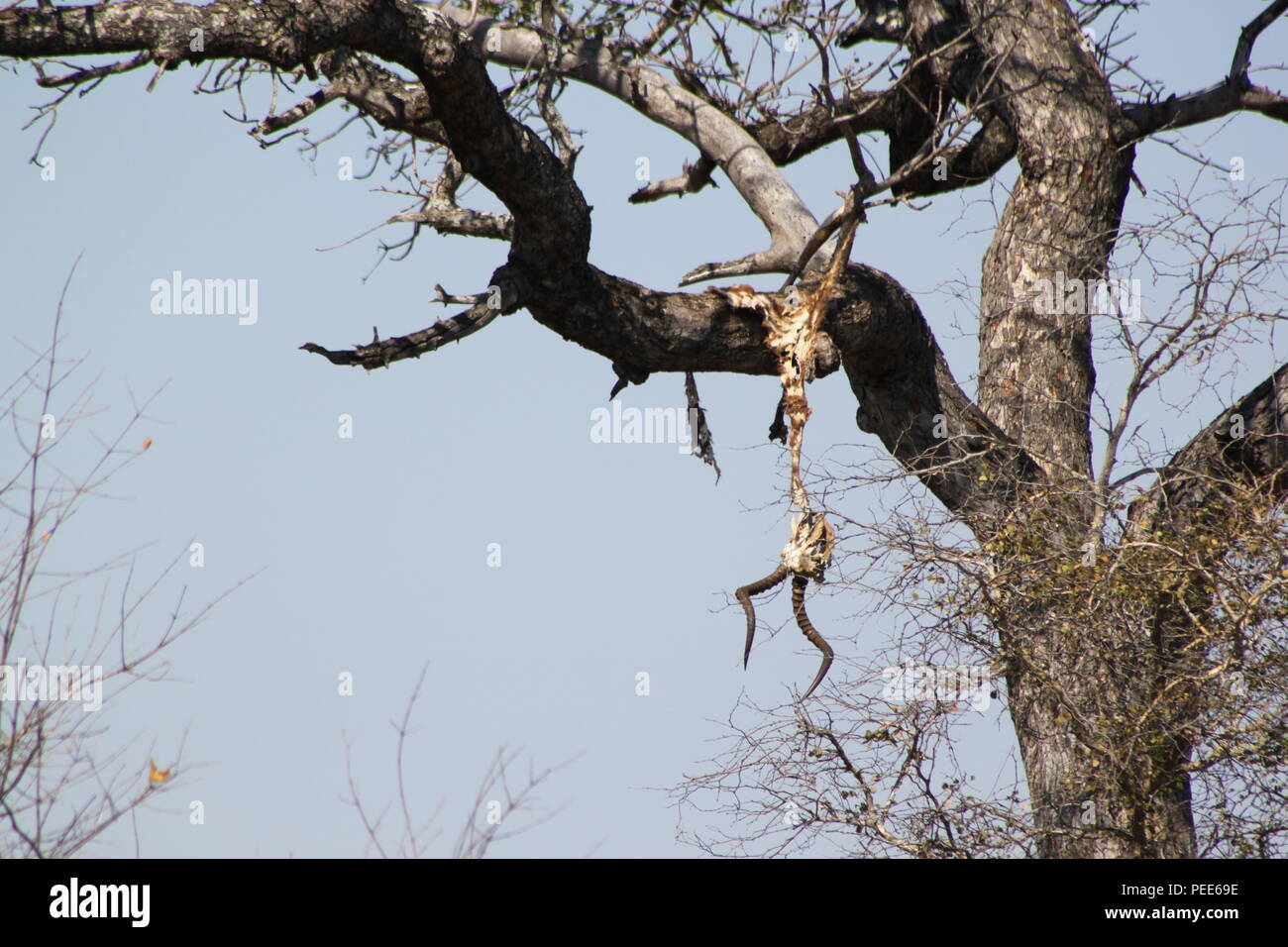 Leopard Töten. Ein Impala Karkasse hängt hoch oben in einem Baum. Lower Sabie, Krüger Nationalpark, Südafrika Stockfoto