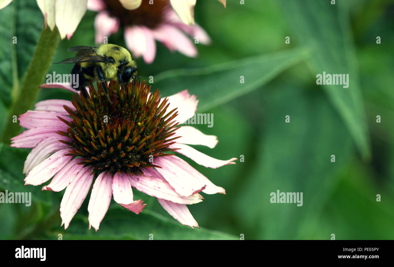 Hummel auf Kegel Blume Stockfoto